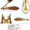 pol. rjabovi genitalia